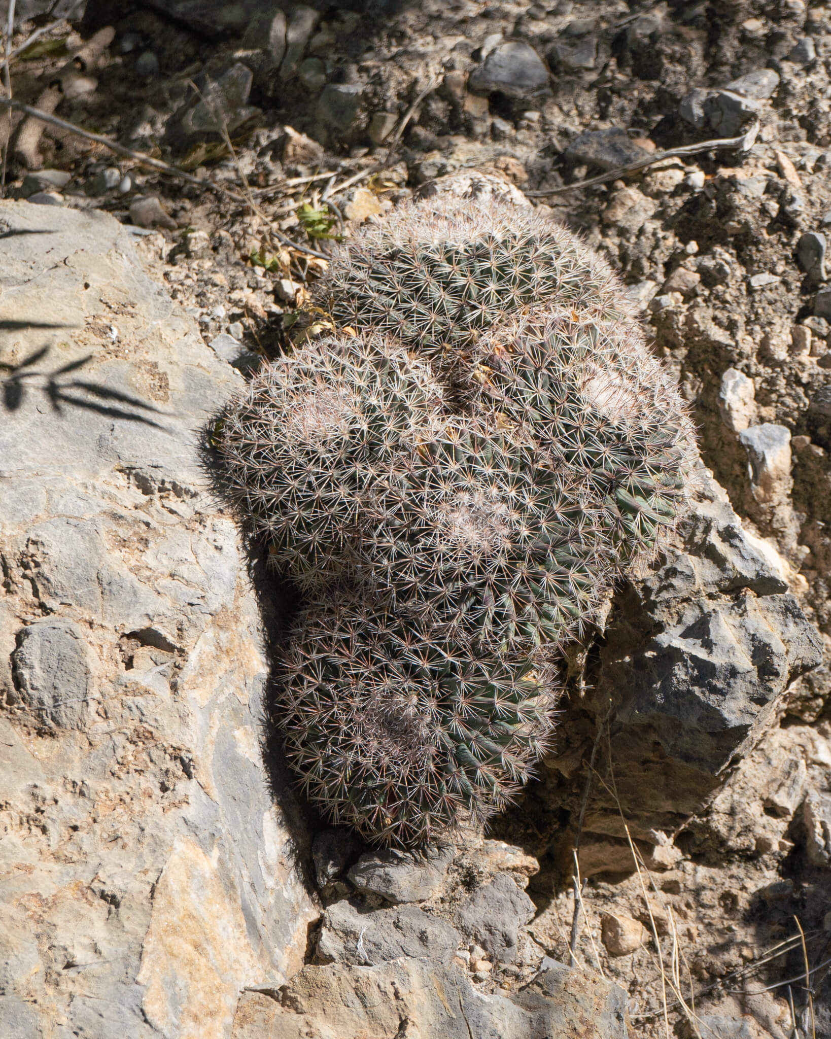Mammillaria grusonii